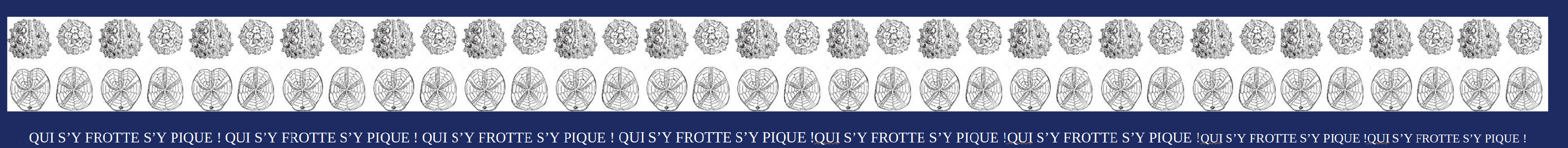 french_frieze_of_fossilized_sea_urchins